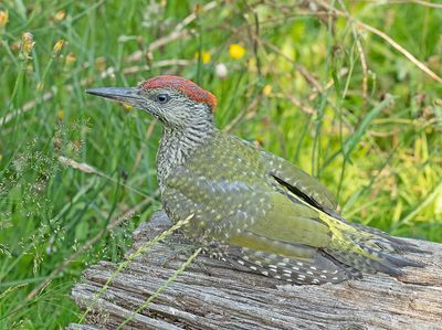 Groene Specht 8
