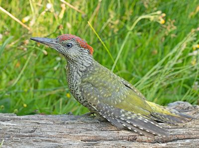 Groene Specht