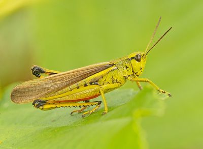 Macro