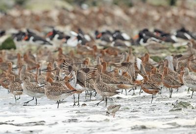 Wadvogels