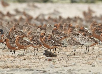 Wadvogels