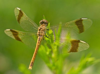 Bandheidelibel
