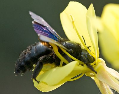Blauwzwarte houtbij 2