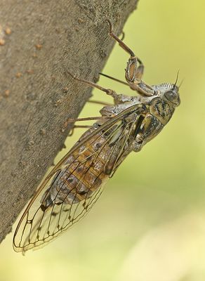 Kraakcicade 1