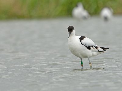 Kluut-LBWN(WR);RBG