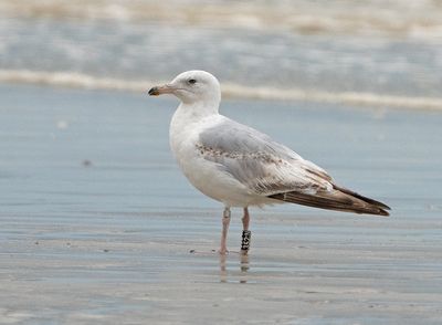 Zilvermeeuw-352N