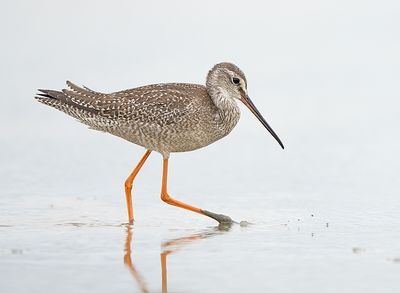 Zwarte Ruiter 8