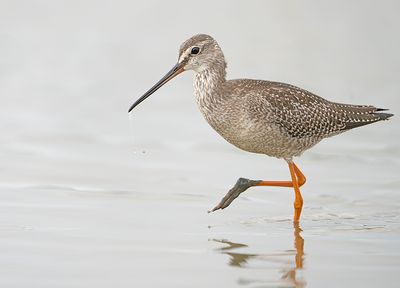 Zwarte Ruiter 9