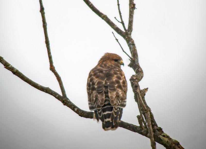 Red-shouldered Hawk