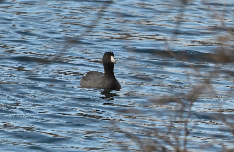 American Coot Red-shielded