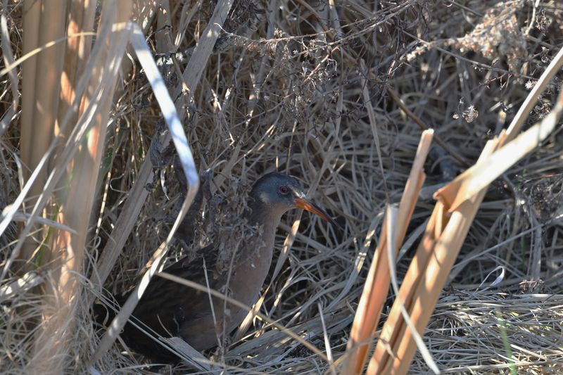 Virginia Rail