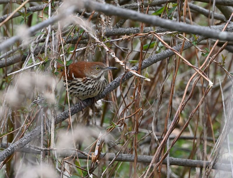 Brown Thrasher