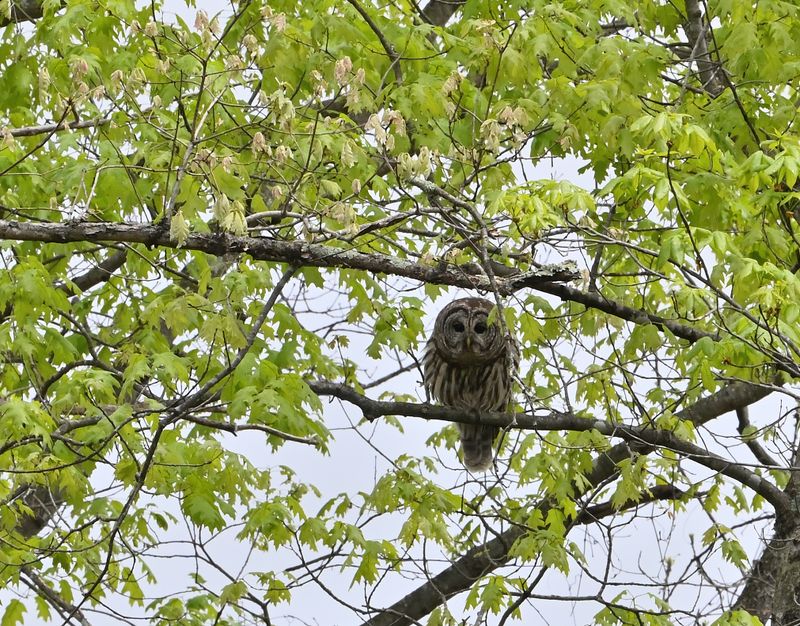 Barred Owl