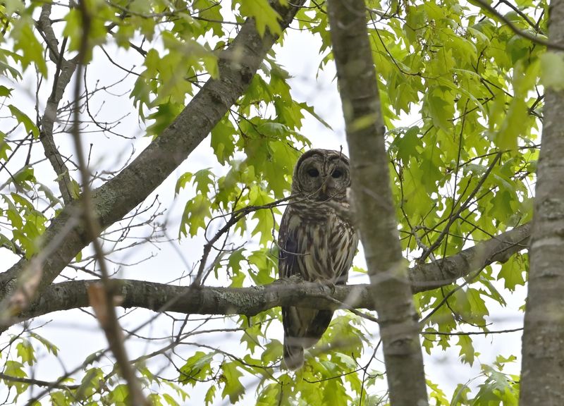 Barred Owl