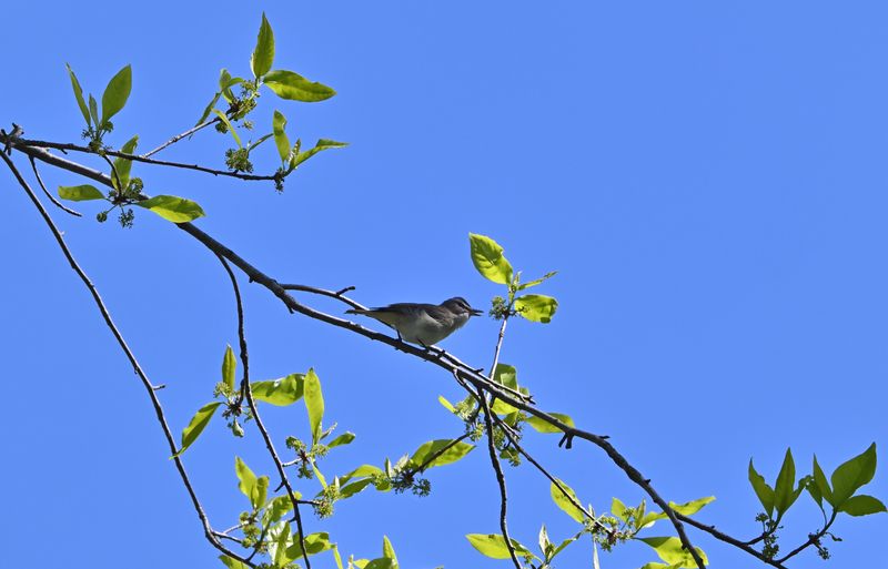 Red-eyed Vireo