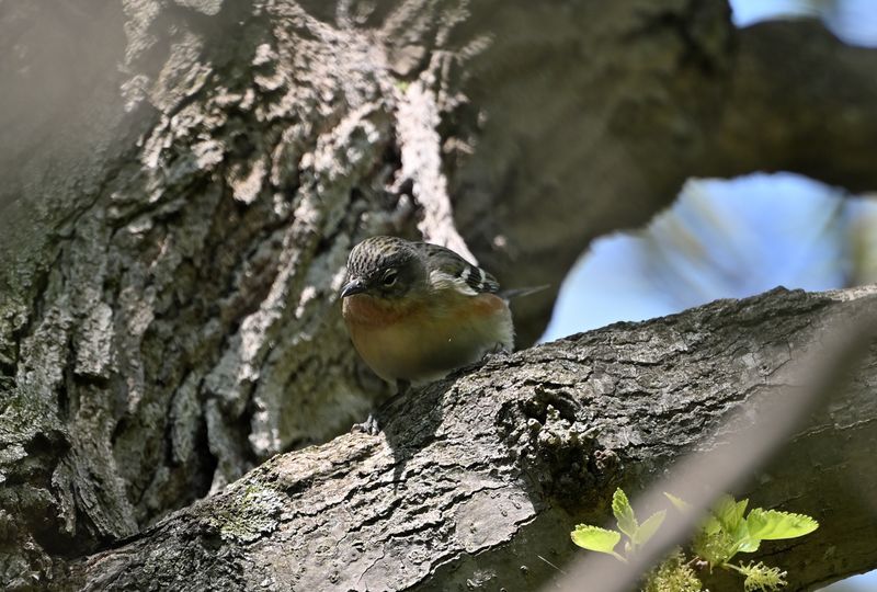 Bay-breasted Warbler