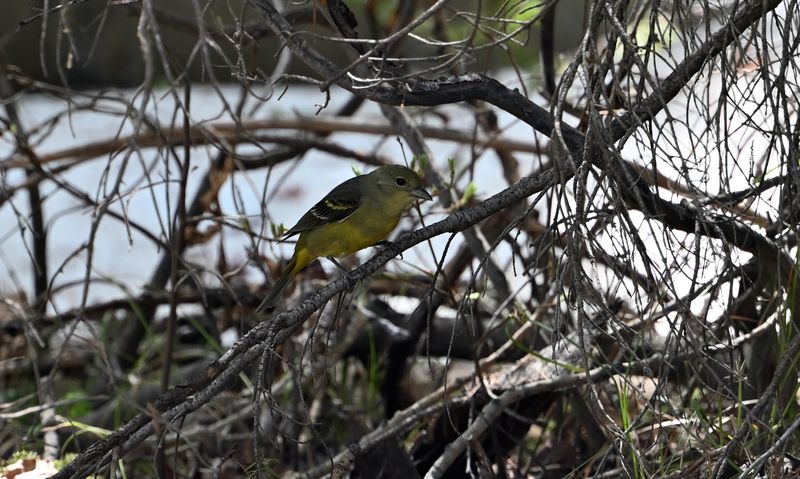 Western Tanager (F)