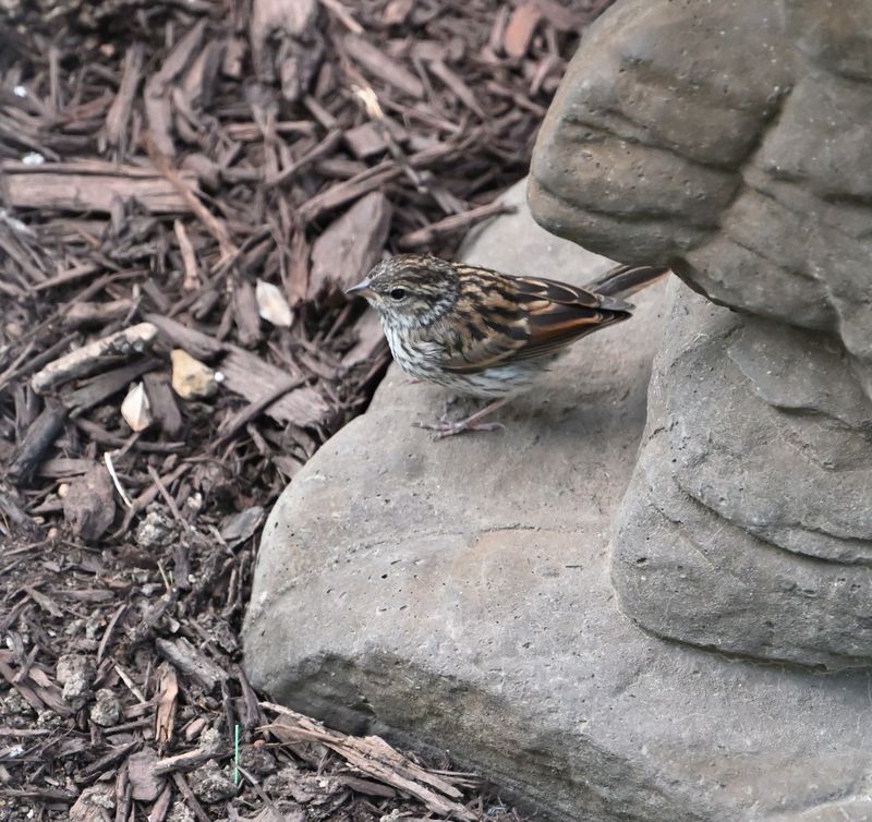 Chipping Sparrow (Immature)