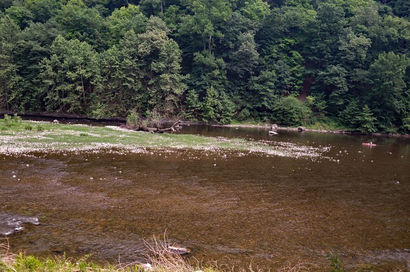 South Branch Potomac River