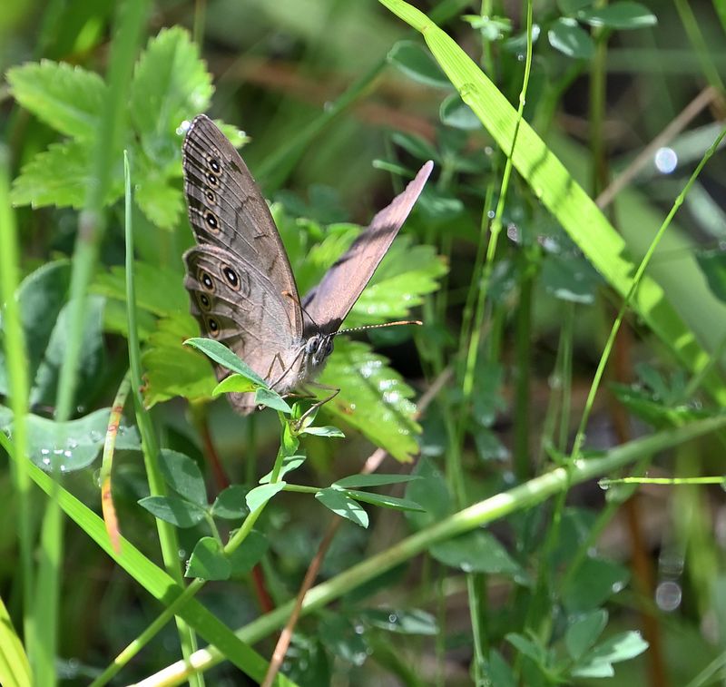 Little wood sntyr Butterfly