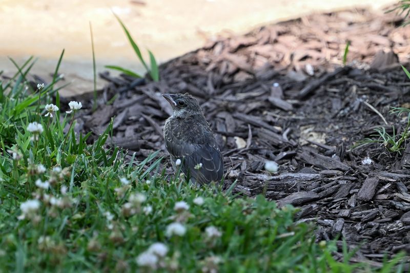 Brown-headed Cowbird (Fledgling)