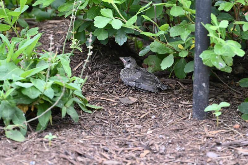 Brown-headed Cowbird (Fledgling)