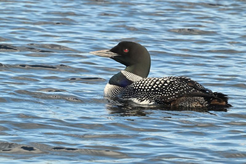 Common Loon