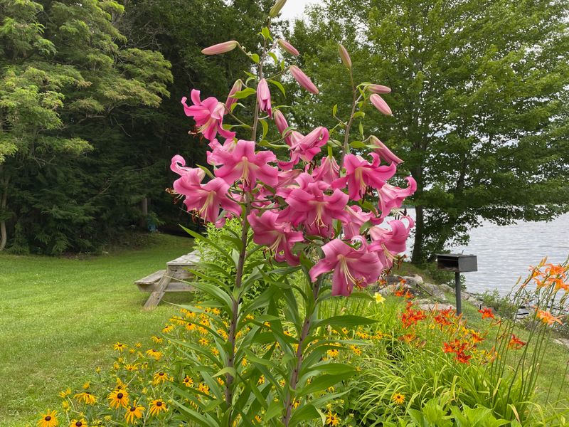 TBD Lilies