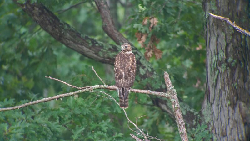 Coopers Hawk