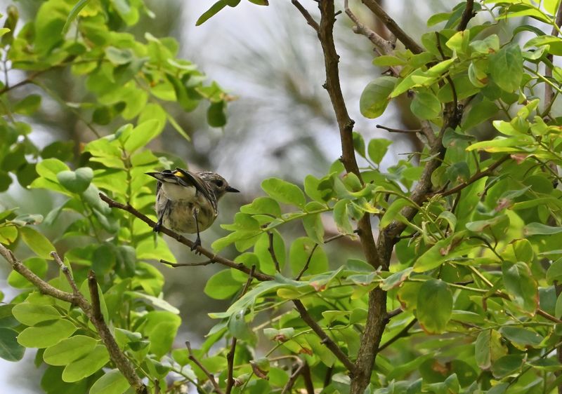 Yellow-rumped Warbler