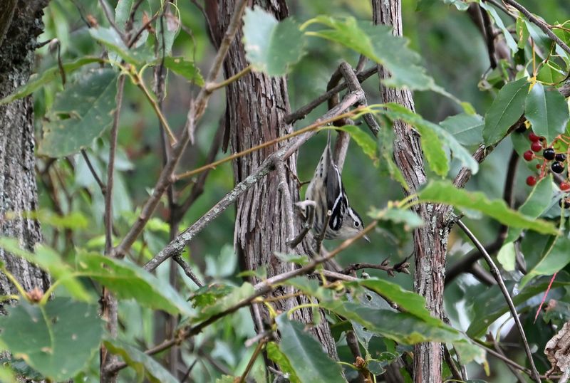 Black-and-white Warbler