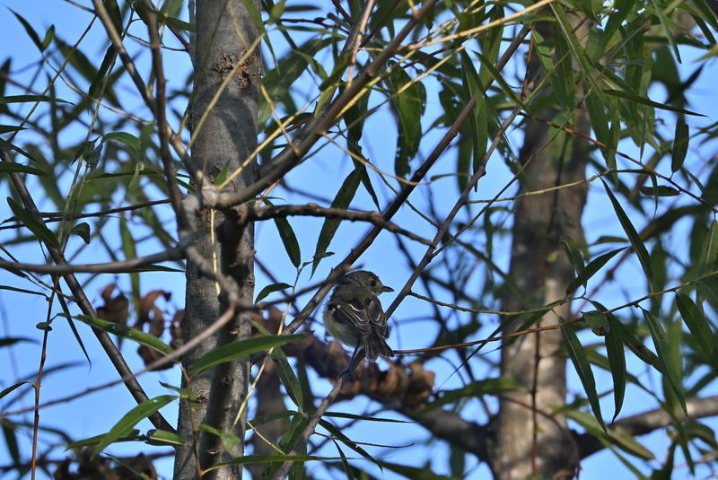 White-eyed Vireo (Immature)