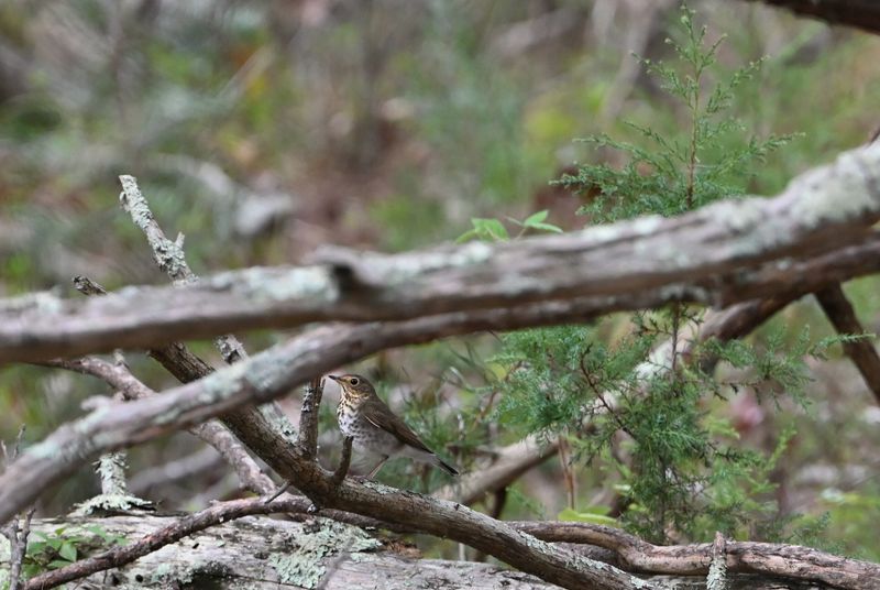 Swainsons Thrush