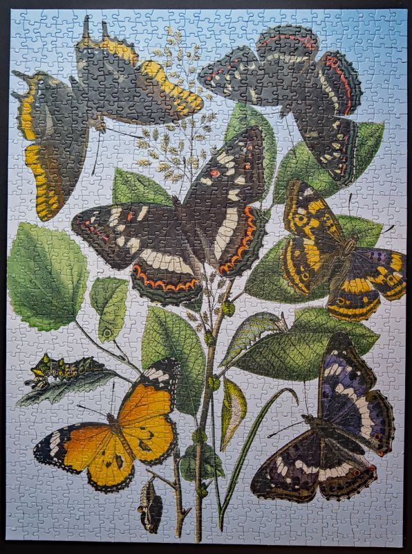 Butterflies