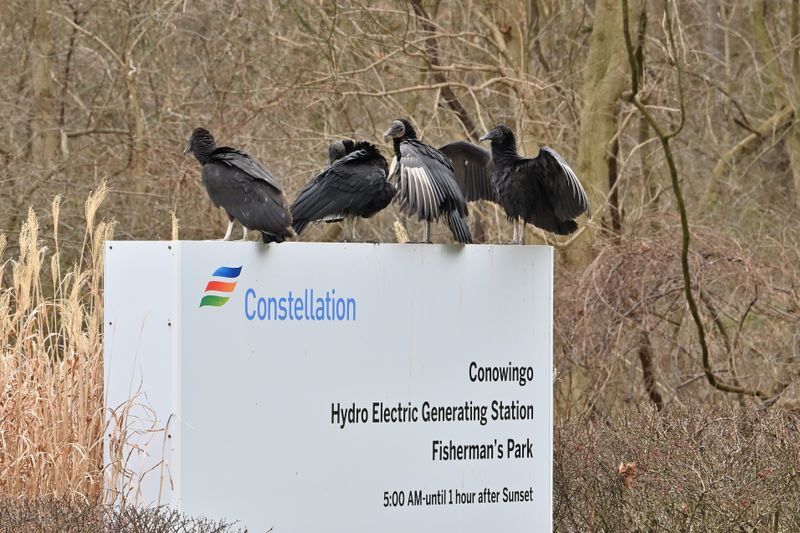Black Vultures