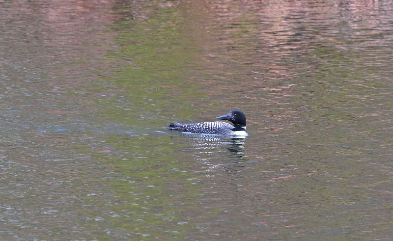 Common Loon