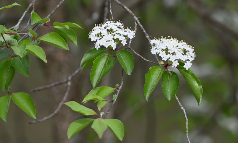 Native Black Cherry(?)