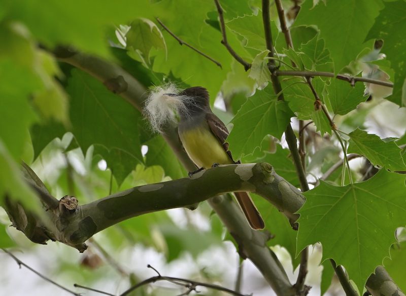 Great Crested Flycatcher