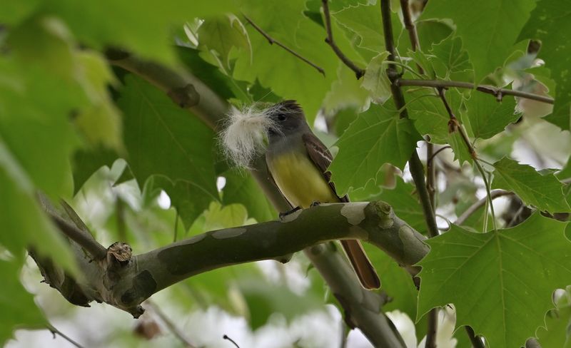 Great Crested Flycatcher