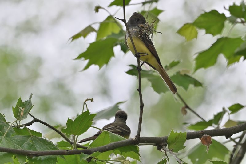 Great Crested Flycatcher