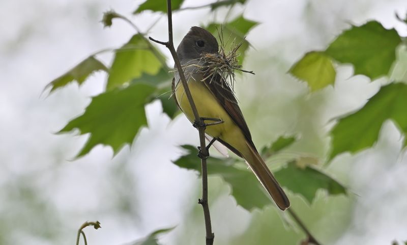 Great Crested Flycatcher