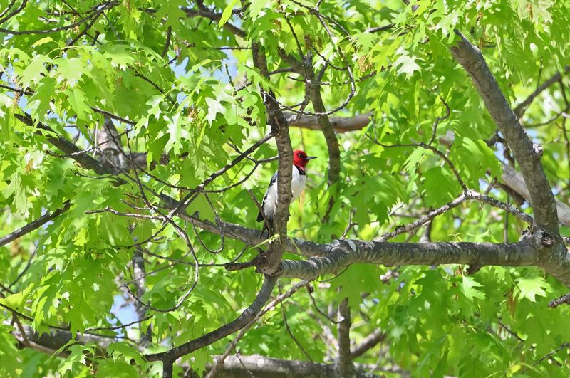 Red-headed Woodpecker
