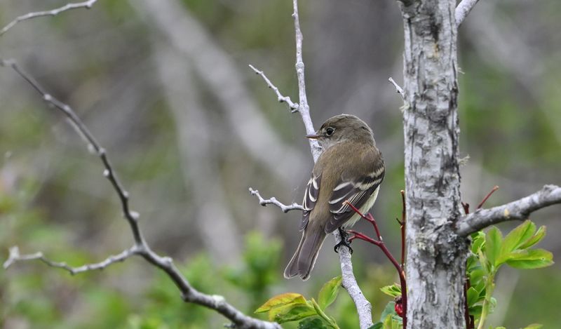 Alder Flycatcher
