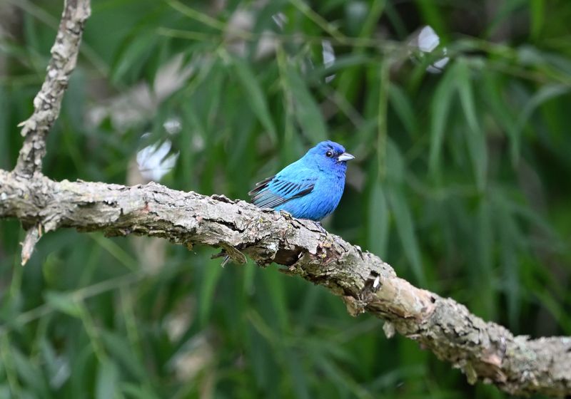 Indigo Bunting (male)