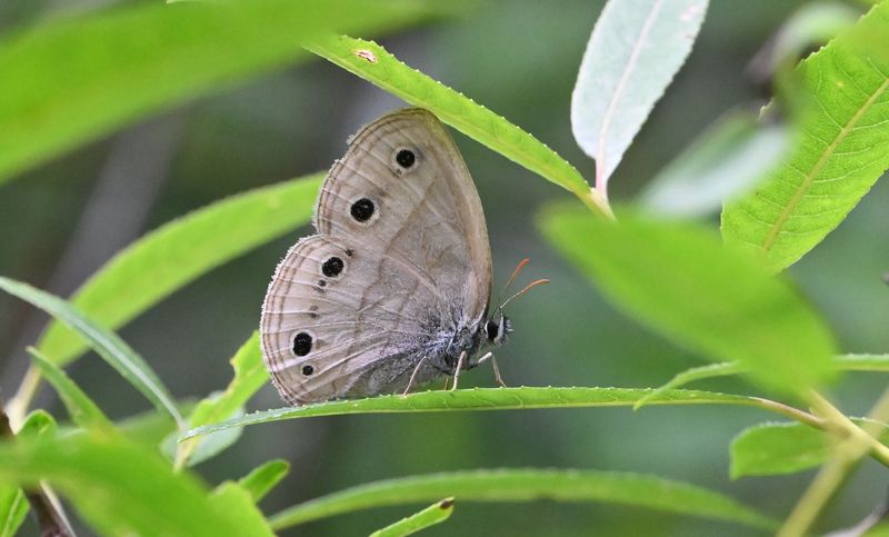 Little wood sntyr Butterfly