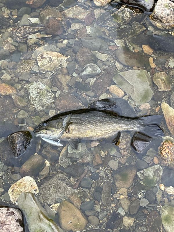 Typical Penobscot Smallmouth Bass
