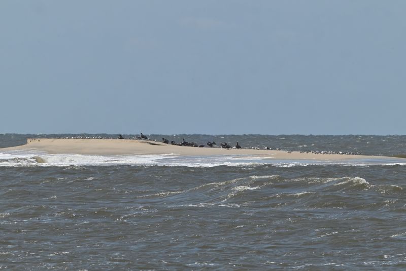 Terns on a SandBar
