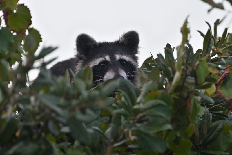 Rocky Raccoon