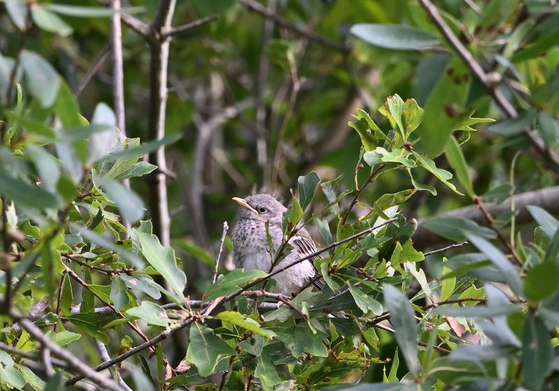 Northern Mockingbird (Fledgling)