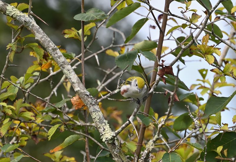 Chestnut-sided Warbler